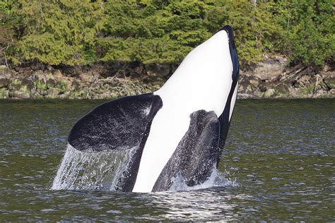 Awesome Orcas Whales Tofino Bc Gotofinocom