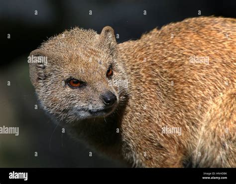 Closeup Of The Head Of A South African Yellow Mongoose Cynictis