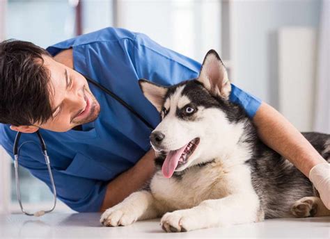 Ofrecemos servicios de clínica y estética para mascota. How To Find Affordable Dog Vet Near Me | petswithlove.us