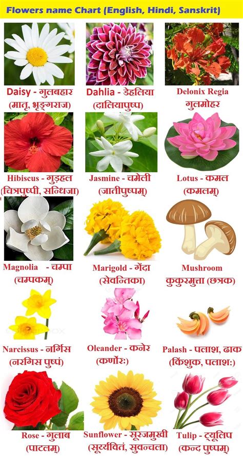 Types Of Flowers With Names And Pictures In India How To Do Thing