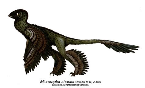 Image Microraptor Zhaoianus By Sputatrix Dinopedia The Free