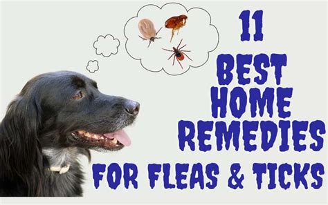 11 Best Home Remedy For Fleas And Ticks On Dogs Serve Dogs