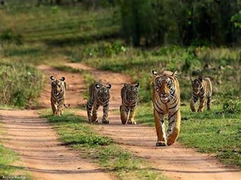 MP 46 Tiger Cubs Spotted At Bandhavgarh But Worries Remain Bhopal