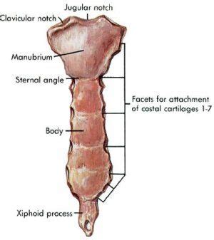 Sternum Anatomy Pictures And Information Xiphoid Process Anatomy