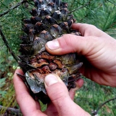 Korean Nut Pine Pinus Koraiensis 20 Seeds In 2020 Pine Nuts Fruit