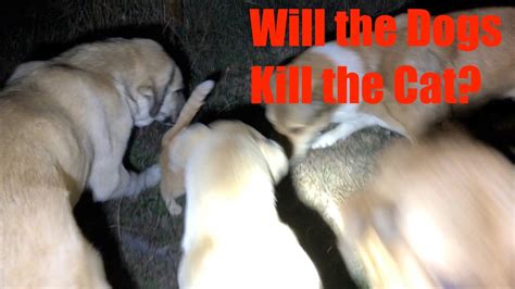 Will The Dogs Kill The Cat Youtube