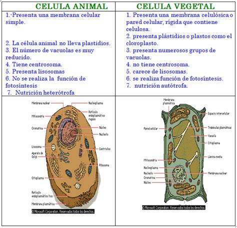 Cuadros Comparativos Sobre Célula Animal Y Vegetal Cuadro Comparativo