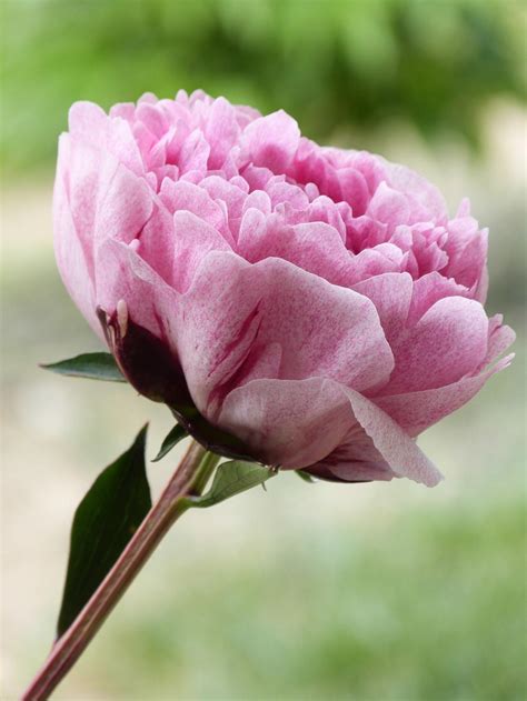 Chinese Peony Paeonia Lactiflora The Fawn In The Peonies Database