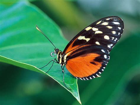Types Of Butterflies Butterflies Are One Of The Most Adored Insects