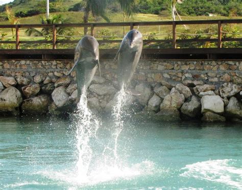 Dolphin Encounter And Doctors Cave In Montego Bay Mtb Shore Excursions