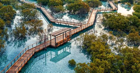 You Can Now Own Your Own Mangrove Tree In Abu Dhabi