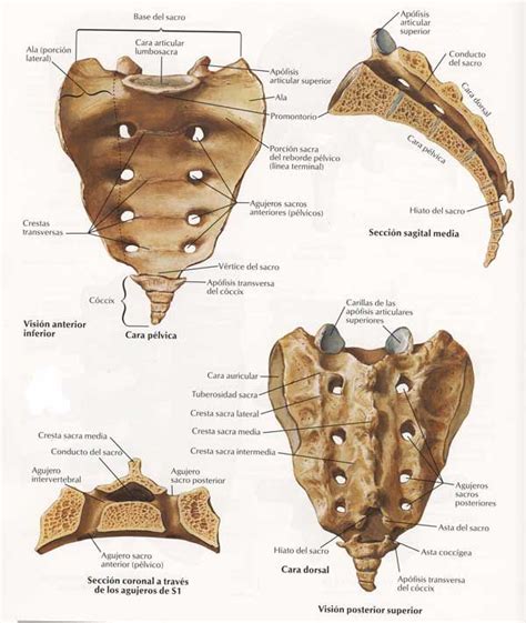 Pin De Listi En Biodinamica Anatomía Del Esqueleto Humano Anatomía