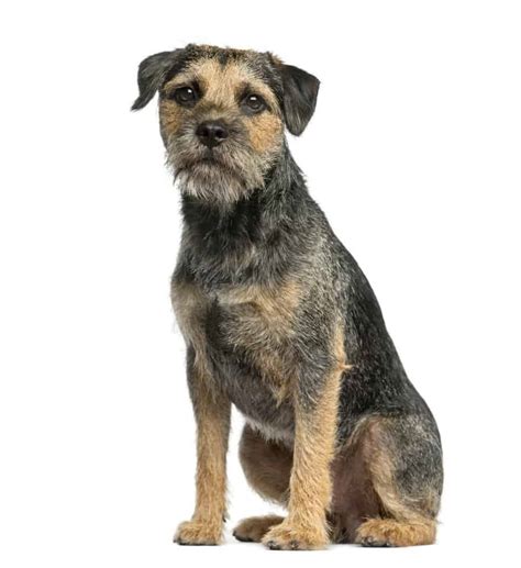 Do Border Terriers Shed Hair