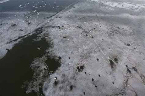 Overhead Drone Shot Of Group Of White Birds Flying Above Frozen Lake On