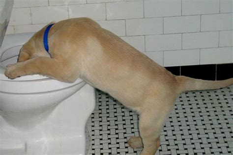 A dog may vomit yellow foam simply because his stomach is empty and the bile can be irritating. Go ahead, be honest (Page 2) : MGB & GT Forum : MG ...