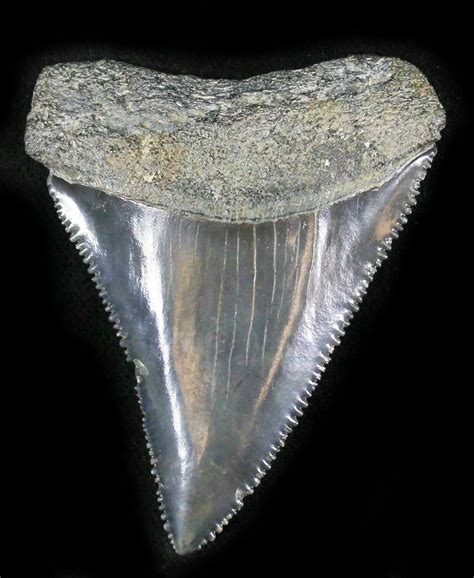 Top Quality Fossil Great White Shark Tooth 234 For Sale 24392