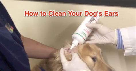 If you find it annoying, chewing and yawning also help to move the wax outwards along your ear canal. How to Clean a Dog's Ears - ABC Veterinary Hospital