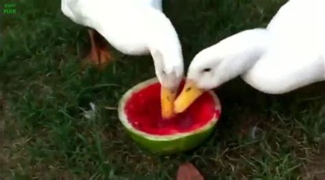 Animals Eating Watermelon Compilation Cute Videos Animal Eating