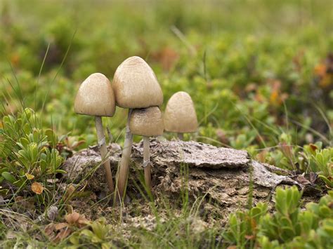 Panaeolus Semiovatus The Ultimate Mushroom Guide