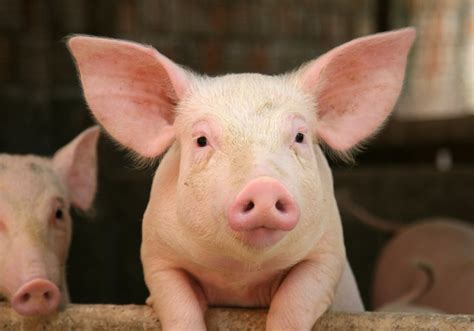 Fda Clears Genetic Modification In Pigs For Biomedicine And Food The