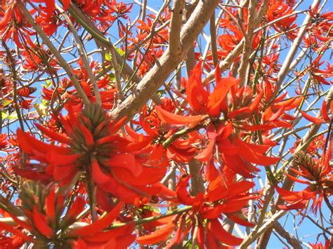 Red Coral Tree Red Coral Plants Red