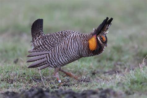 Can A Breed Of Prairie Chicken That Lives Only In Texas Be Saved