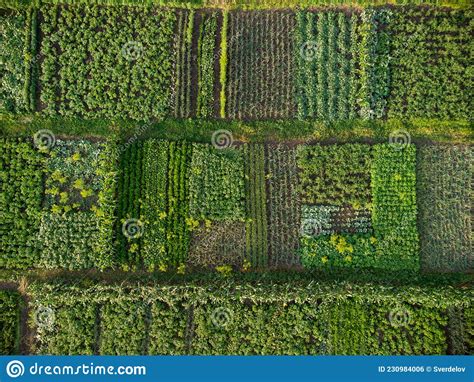 Green Vegetable Garden Aerial View Stock Photo Image Of Farming