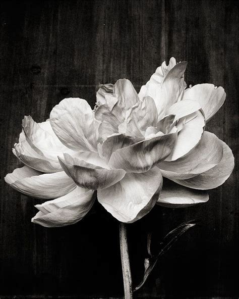 Pin By Susan Jayne On Beautiful Black And White Flowers White Photography White Flowers