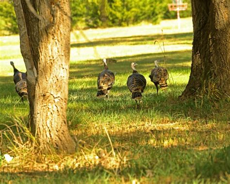 Wild Turkeys Roaming In A Park In Russell Springs Kansas Stock Image