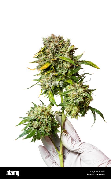 Popular Cannabis Strain Known As Gorilla Glue Number Four Isolated On A