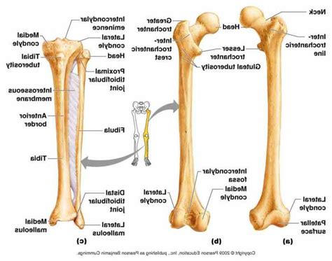 Lower Extremity Bones Anatomy