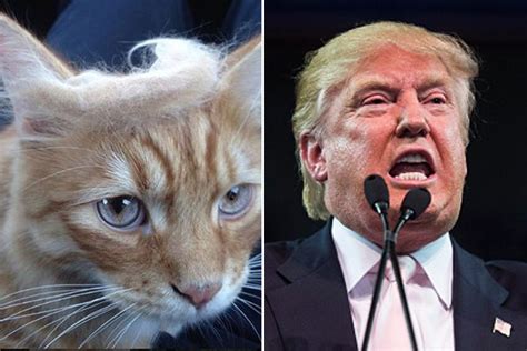 Trumpyourcat Trend Takes Internet By Storm As Pranksters Make Their