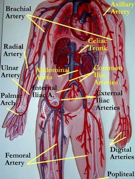 Torso Anatomy Labeled Skeletal Torso Anatomy By Badfish81