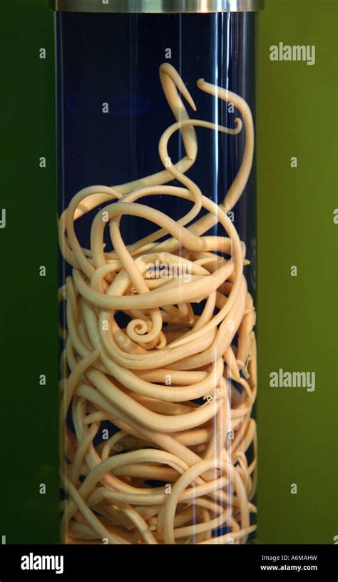 Tapeworm At Meguro Parasite Museum Stock Photo Alamy