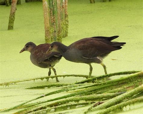 Common Gallinule Juvenile 82620 1 Photo By Martin Mol Flickr