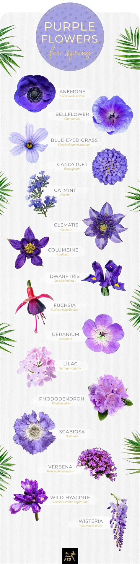 50 Types Of Purple Flowers Types Of Purple Flowers Purple