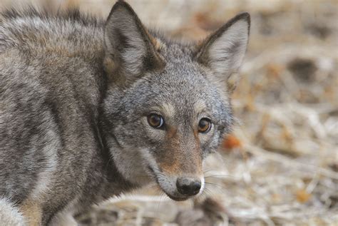 New York Gov Kathy Hochul Signs Legislation Banning Coyote Hunting