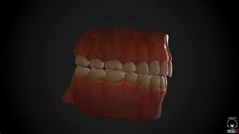 Teeth And Tongue Set Free 3d Model Game Ready Obj Fbx