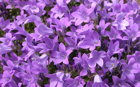 Purple Flowers Wallpaper 1920x1200 38159