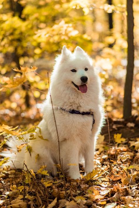 Dog Breed Samoyed Husky Doggy Portrait Stock Photo Image Of Canine