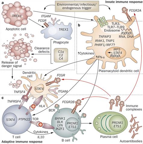 Model Of Sle Associated Genetic Variants In The Immune Responsethis