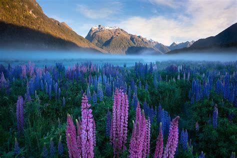 Tapeta Na Monitor Příroda Nový Zéland Příroda Krajina Hory Bylinky