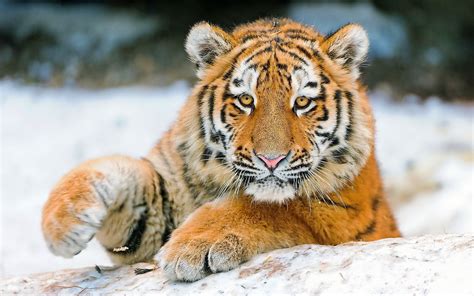 Tiger Cute Animal Hd Desktop Wallpapers 4k Hd