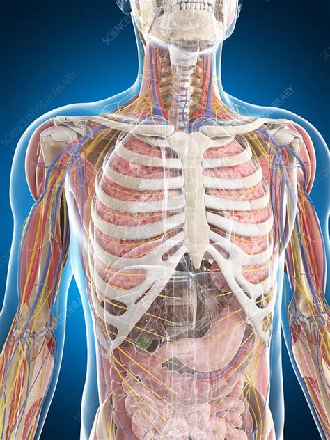 Want to learn more about it? Male anatomy, artwork - Stock Image - F006/8458 - Science Photo Library