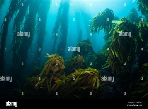 Kelp Forest Giant Kelp Macrocystis Pyrifera San Benito Island Mexico