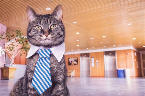 Business Cat Royalty Free Hd Stock Photo And Image