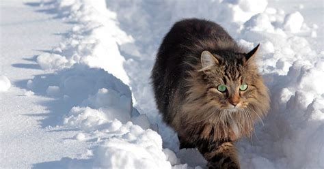 6 Winter Tips For People Who Love To Walk Their Cats The
