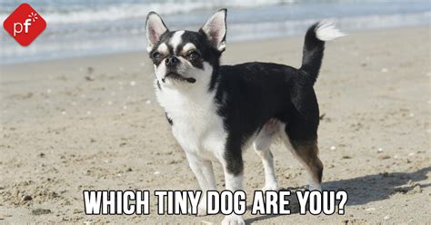 Which Tiny Dog Are You Prettyfun