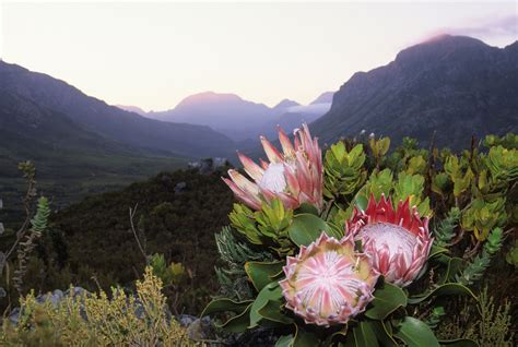 Il Re Protea Protea Cynaroides Fiore Nazionale Del Sud Africa