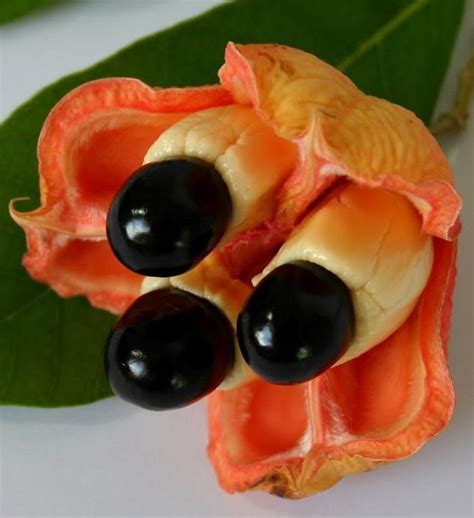 The Worlds Weirdest And Most Exotic Fruits Delishably